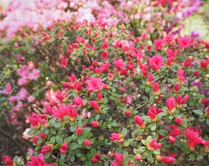 Obraz na płótnie Canvas Rhododendron obtusum var. sakamotoi Tsutsuji