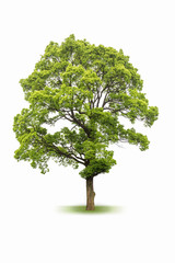 large evergreen tree isolated on white