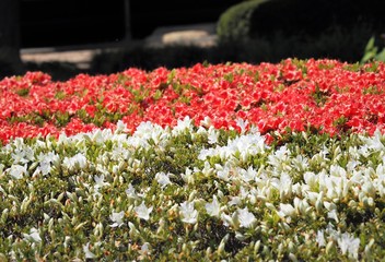 Rhododendron obtusum var. sakamotoi Tsutsuji