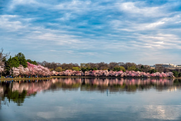 Cherry Blossom Reflections - 263826431