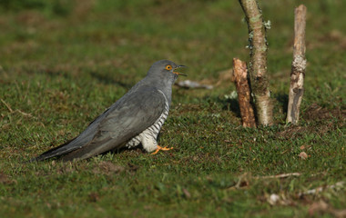 A stunning Cuckoo (Cuculus canorus) searching on the ground in a meadow for food. It has its beak open after swallowing an insect.