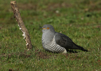 A stunning Cuckoo (Cuculus canorus) searching on the ground in a meadow for food.	