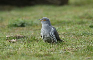 A stunning Cuckoo (Cuculus canorus) searching on the ground in a meadow for food.	