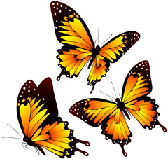 beautiful orange butterflies, isolated  on a white