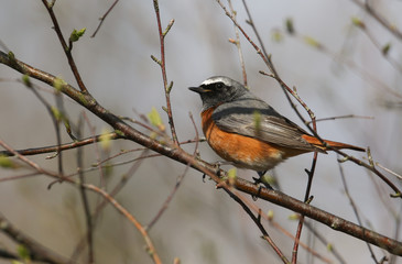 A beautiful male Redstart, Phoenicurus phoenicurus, perching on a branch in a tree. It is hunting for insects to eat.	