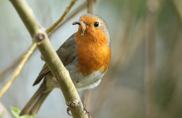 A beautiful Robin, Erithacus rubecula, perching on a branch in a tree with a Caterpillar in its beak.