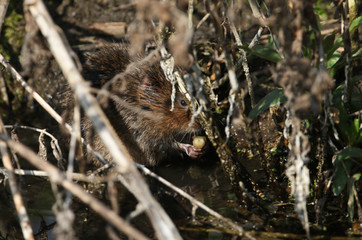 An endangered Water Vole, Arvicola amphibius, feeding at the edge of a stream. The water vole is under serious threat from habitat loss and predation by the non-native mink.