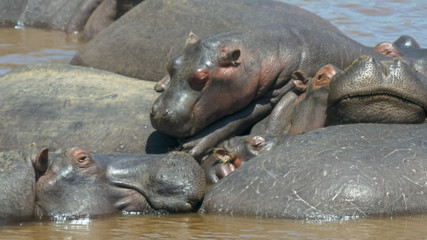 hippos piled on top of each other sunbathing in mara river