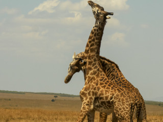 two male giraffe necking to establish dominance in masai mara