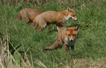 Three magnificent wild female Red Foxes (Vulpes vulpes) hunting for food in a field of long grass.	
