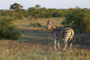 Naklejka premium Steppenzebra / Burchell's zebra / Equus burchellii