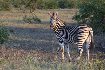 Steppenzebra / Burchell's zebra / Equus burchellii