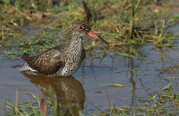 A beautiful Redshank, Tringa totanus, bathing in the water in a flooded meadow.