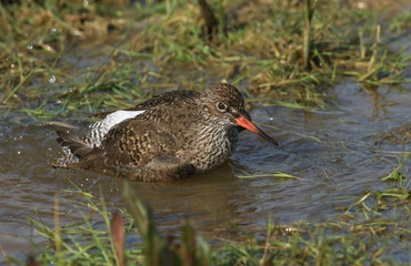 A beautiful Redshank, Tringa totanus, bathing in the water in a flooded meadow.