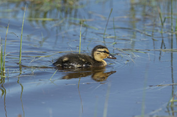 A cute Mallard duckling, Anas platyrhynchos, searching for food in a river.