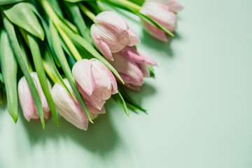 Fresh spring tulip flowers isolated on pastel green background.bouquet of pink tulips. Spring concept. Greeting card with flowers.