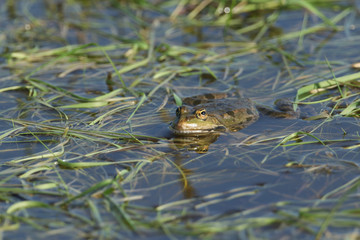 A beautiful Marsh Frog swimming in a marshy pool in the UK.