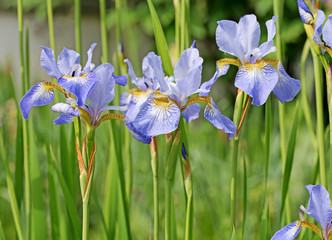 Blühende Schwertlilien, Iris