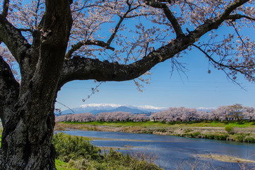 一目千本桜と残雪の蔵王山