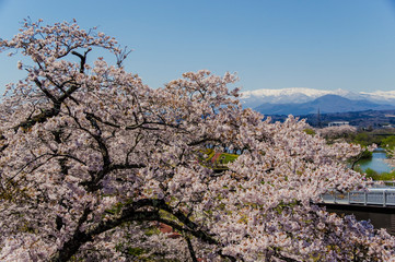 一目千本桜と残雪の蔵王山