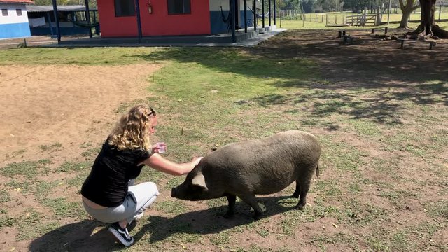 Blonde female tourist is is feeding and playing with a pig in the Pantanal wetlands