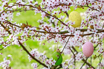 Easter eggs hanging on blooming cherry tree in the garden.