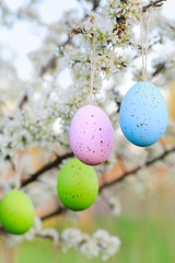 Easter eggs hanging on blooming hawthorn tree in the garden.