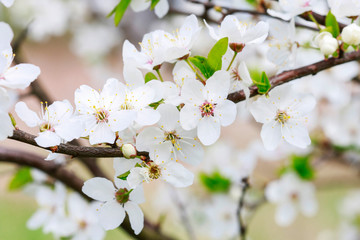 Blooming branch of cherry tree