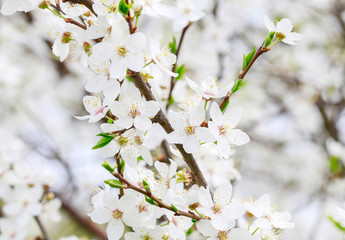 Blooming branch of cherry tree