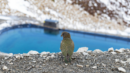 Kea parrot in Arthur Pass, New Zealand.