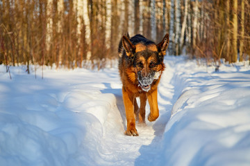 Dog German Shepherd in a forest in a winter