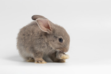 Little grey rabbit sitting on isolated white background at studio. It's small mammals in the family Leporidae of the order Lagomorpha. Animal studio portrait.