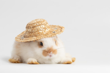 Little white rabbit laying with straw hat on isolated white background at studio. It's small mammals in the family Leporidae of the order Lagomorpha. Animal studio portrait. © krumanop