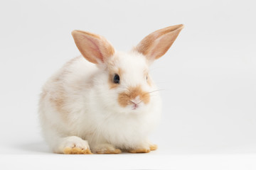 Little white rabbit sitting on isolated white background at studio. It's small mammals in the family Leporidae of the order Lagomorpha. Animal studio portrait.