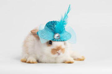Little rabbit laying with blue hat shuttlecock on isolated white background at studio. It's small mammals in the family Leporidae of the order Lagomorpha. Animal studio portrait.
