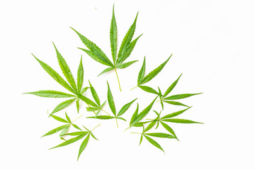 The marijuana, marihuana, Indian hemp, leave plant on the white background.