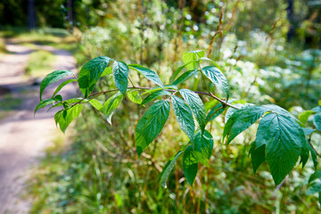 Tree branch and green leaves in the background in a forest or Park
