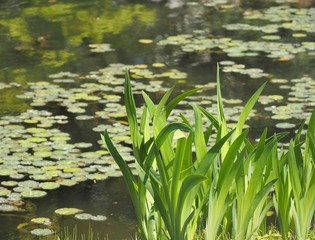 water lily