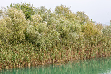 Grass on the river