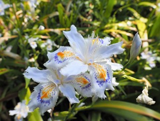 Fototapeta na wymiar Iris japonica Shaga