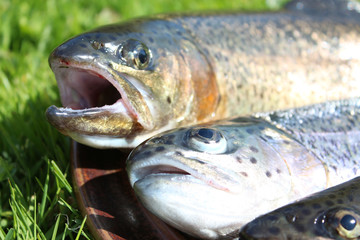 Frische Forelle vorbereitet für die Küche.