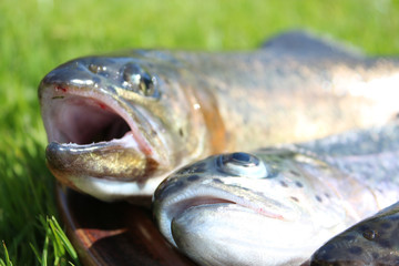 Frische Forelle vorbereitet für die Küche.