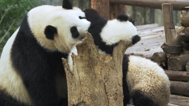 Three cute pandas having fun on wooden board. Giant mother gentle kind panda softly and tenderly touching and kissing two lovely baby pandas.