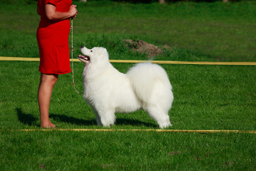 Dog breed Samoyed