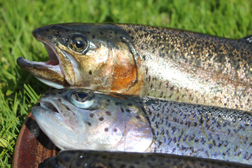 Frische Forelle vorbereitet für die Küche.