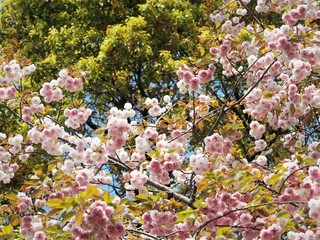 Alborosea SAKURA Yaezakura