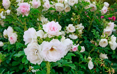 Obraz na płótnie Canvas Bush of pink roses in the garden.
