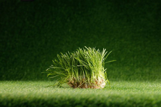 Abstract Green Natural Background. Bush Grass. Copy Space.