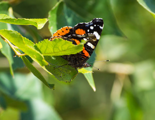 Admiral butterfly