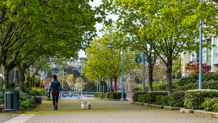 Vancouver, British Columbia, Canada. Woman walking her small dogs, holding the leash surrounded by beautiful nature around the city`s downtown.